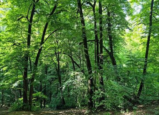 serbia/belgrade/attraction/park-kosutnjak