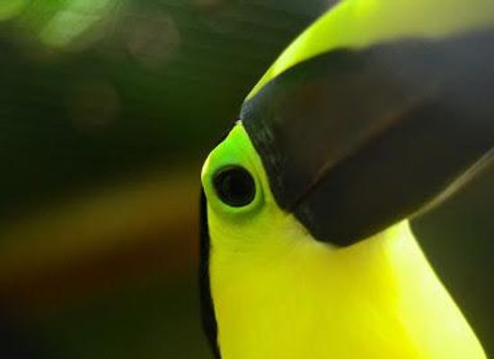 colombia/cartagena/attraction/aviario-nacional-de-colombia