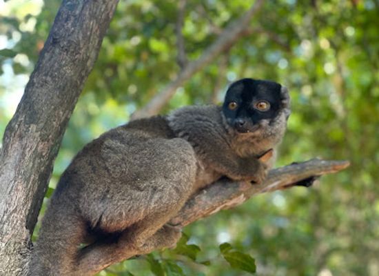madagascar/diana/attraction/isola-dei-lemuri-maki