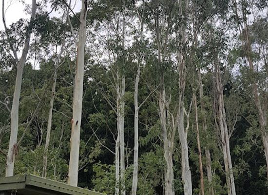 australia/northern-rivers/attraction/lismore-rainforest-botanic-gardens