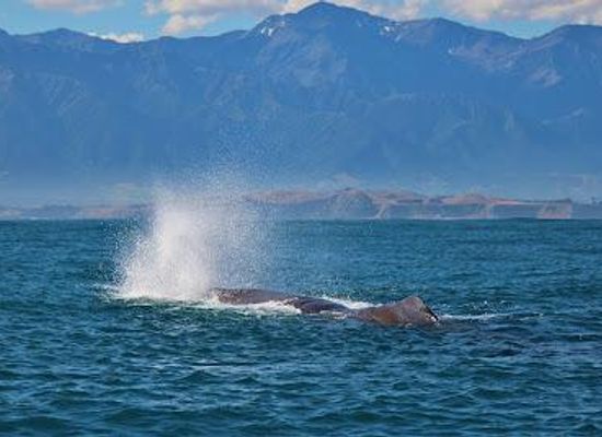 new-zealand/kaikoura/attraction/whale-watch-kaikoura
