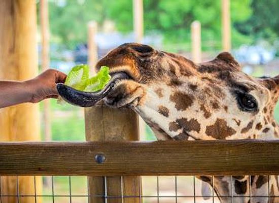 texas/abilene/attraction/abilene-zoo