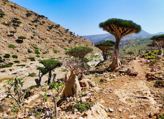 yemen/socotra-island/attraction/socotra-pioneer-tours