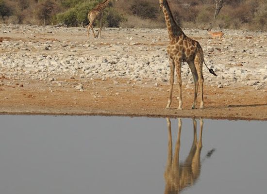 namibia/oshana/attraction/etosha-national-park-western-section