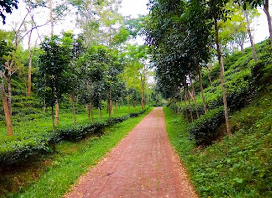 bangladesh/srimangal/attraction/noor-jahan-tea-garden