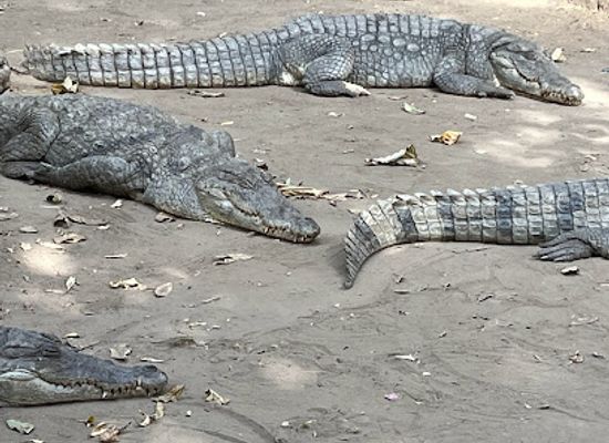 the-gambia/jokadu/attraction/crocodile-pool