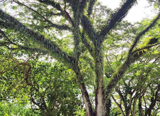 solomon-islands/savo-island/attraction/raintree-beach