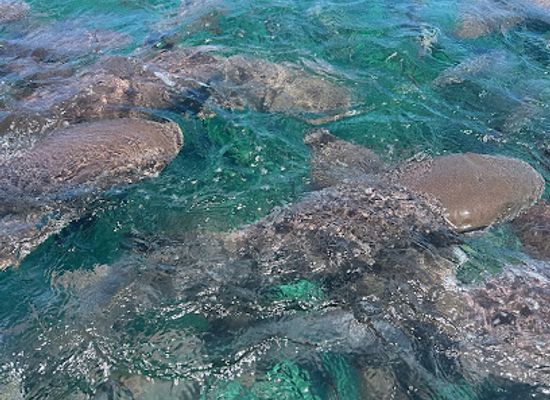 belize/central-belize/attraction/nauti-time-tours-tour-operator-belize-tours-caye-caulker-tours-water-tours-boat-tours-water-adventure