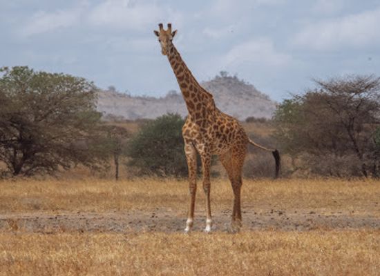 tanzania/ngorongoro-conservation-area/attraction/tanzania-tour-guides