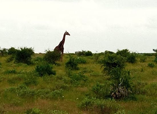 kenya/taita-hills/attraction/tsavo-east-sala-gate