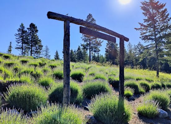 montana/southeastern-montana/attraction/purple-mountain-lavender