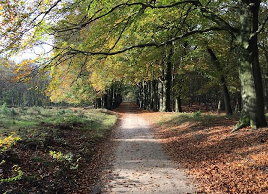 netherlands/veluwe/attraction/planken-wambuis