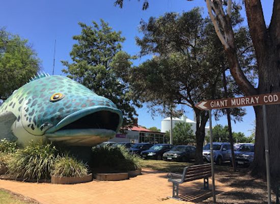 australia/mallee/attraction/the-giant-murray-cod