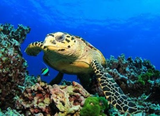 spain/madrid/attraction/aquarium