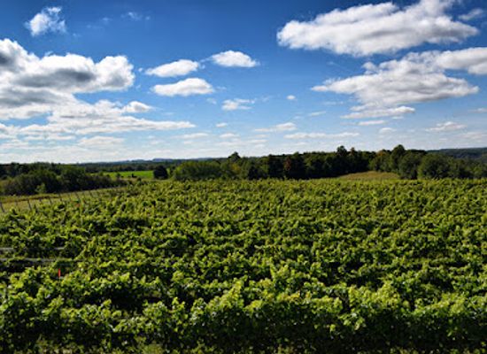 canada/okanagan/attraction/adamo-estate-winery