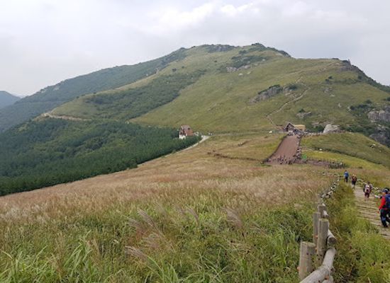 south-korea/miryang-valley/attraction/ganwoljae-flame-grass-road