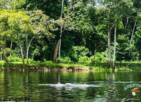 peru/pacaya-samiria-national-reserve/attraction/reserva-nacional-pacaya-samiria-acatupel-agency