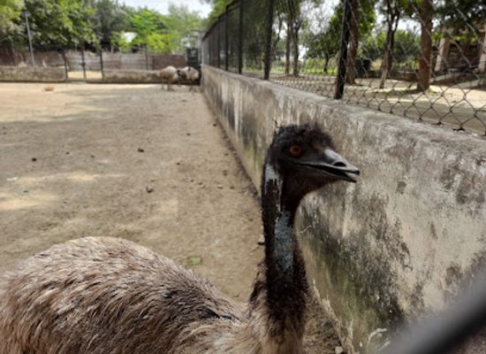 india/north-india/attraction/anandwan-zoo