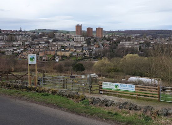 united-kingdom/sheffield/attraction/holly-hagg-community-farm-alpaca-treks