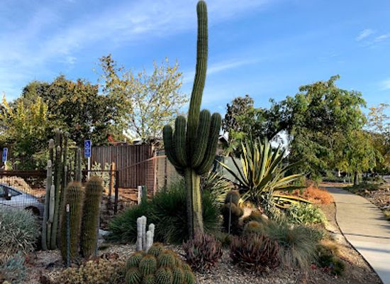 california/walnut-creek/attraction/the-ruth-bancroft-garden-nursery