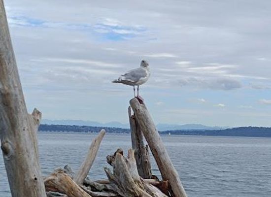 washington/puget-sound/attraction/fay-bainbridge-park