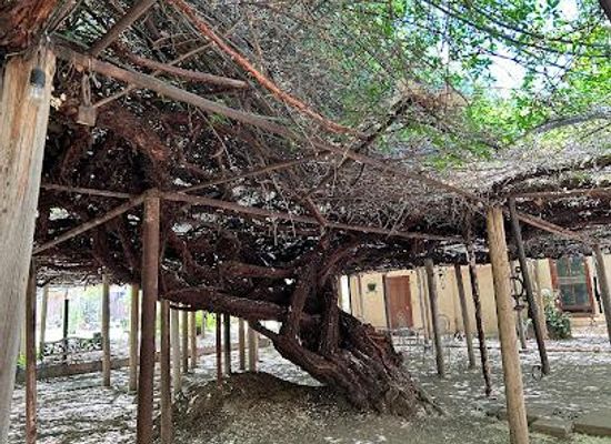 arizona/coronado-national-forest/attraction/rose-tree-museum