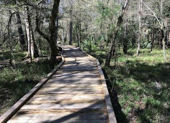 florida/ocala/attraction/big-cypress-boardwalk-trail-goethe-state-forest