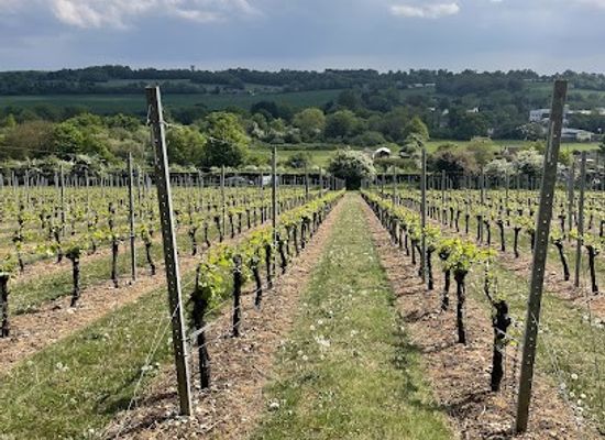 united-kingdom/south-east-england/attraction/chartham-vineyard