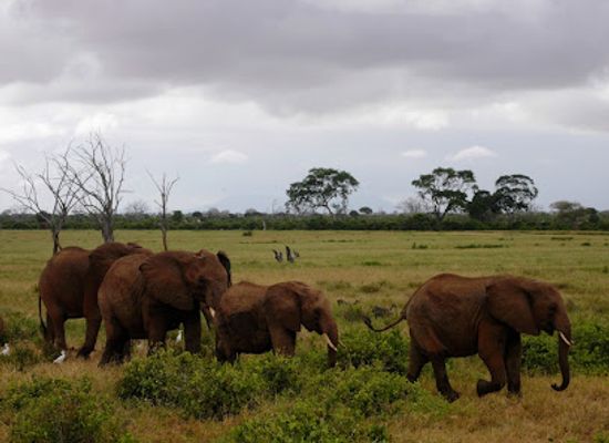 kenya/tsavo-region/attraction/tsavo