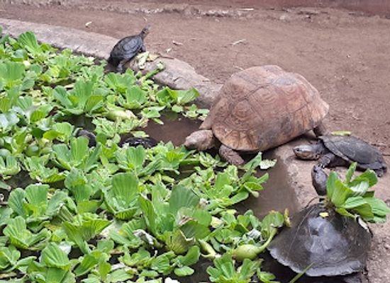tanzania/ruaha-region/attraction/meserani-snake-park