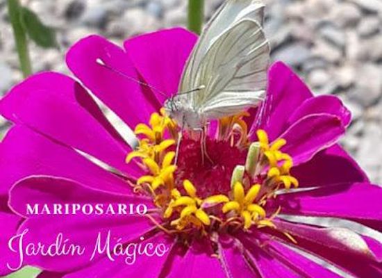 mexico/western-mexico/attraction/butterfly-sanctuary-mariposario-jardin-magico