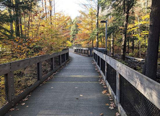 michigan/northern-michigan/attraction/hartwick-pines-state-park