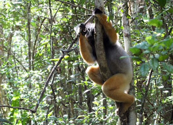 madagascar/ihorombe/attraction/reserve-speciale-d-analamazoatra