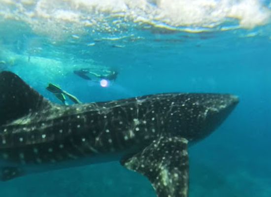 maldives/dhigurah/attraction/south-ari-marine-park-sampa