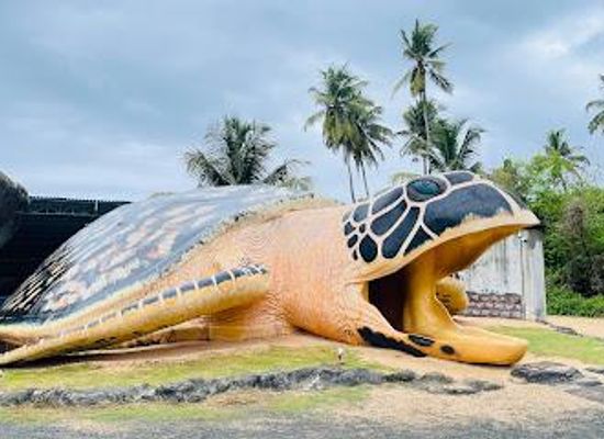 sri-lanka/galle/attraction/ahungalla-sea-turtles-conservation-project