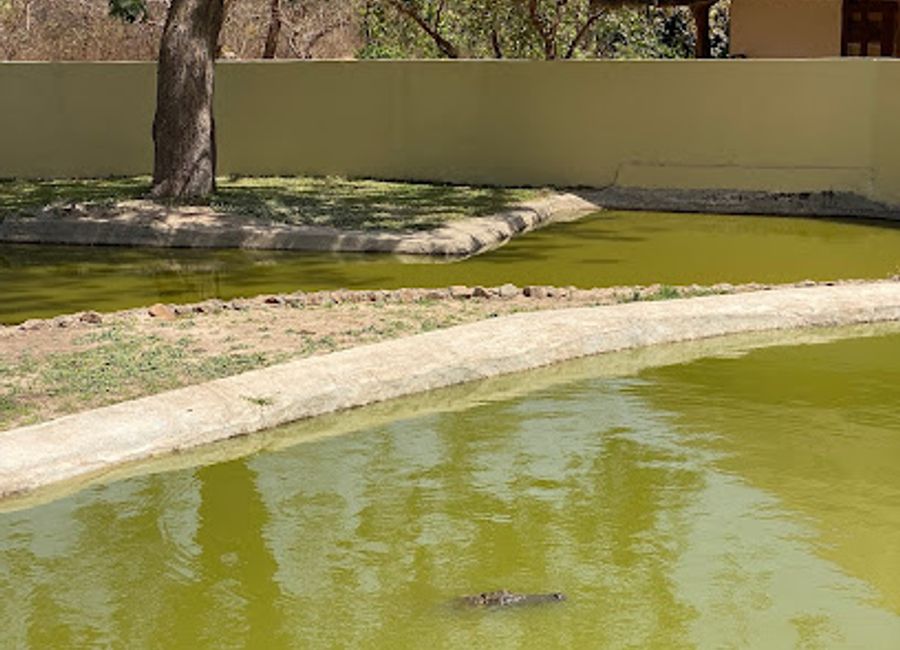 Experience the wild wonders of Fathala Wildlife Reserve in Senegal, where unique encounters with nature await every visitor.