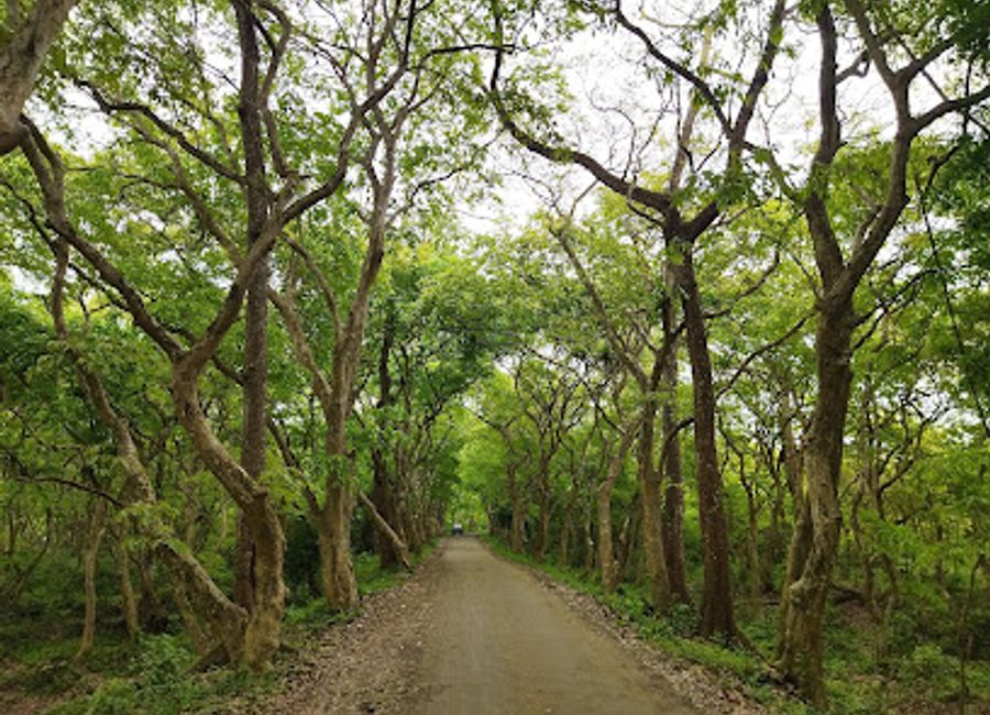Discover the natural wonders and serene beauty of Forest Heritage IB in Assam, a must-visit destination for nature lovers and adventure seekers.