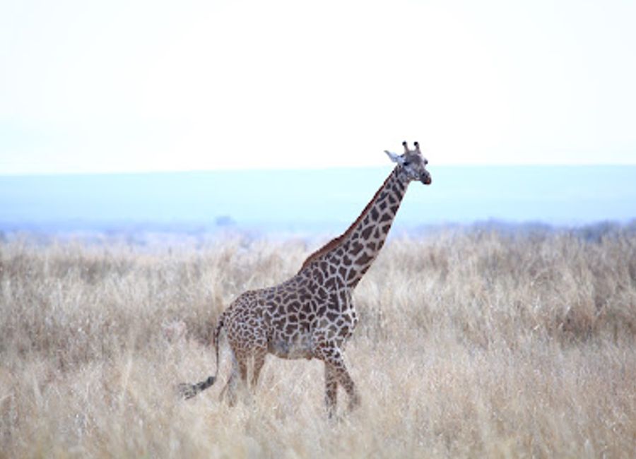 Discover the breathtaking beauty and wildlife of Ngorongoro Crater, a UNESCO World Heritage Site and a top destination for nature lovers.