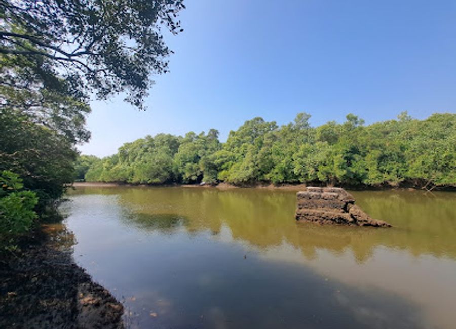 Discover the enchanting Salim Ali Bird Sanctuary, a haven for birdwatchers and nature lovers in the heart of Goa, where avian diversity thrives.