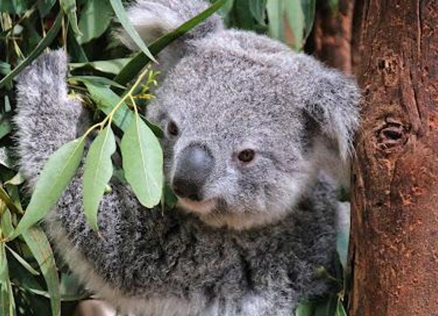 Explore Featherdale Sydney Wildlife Park, where you can interact with Australia's unique wildlife in a beautiful, conservation-focused environment.