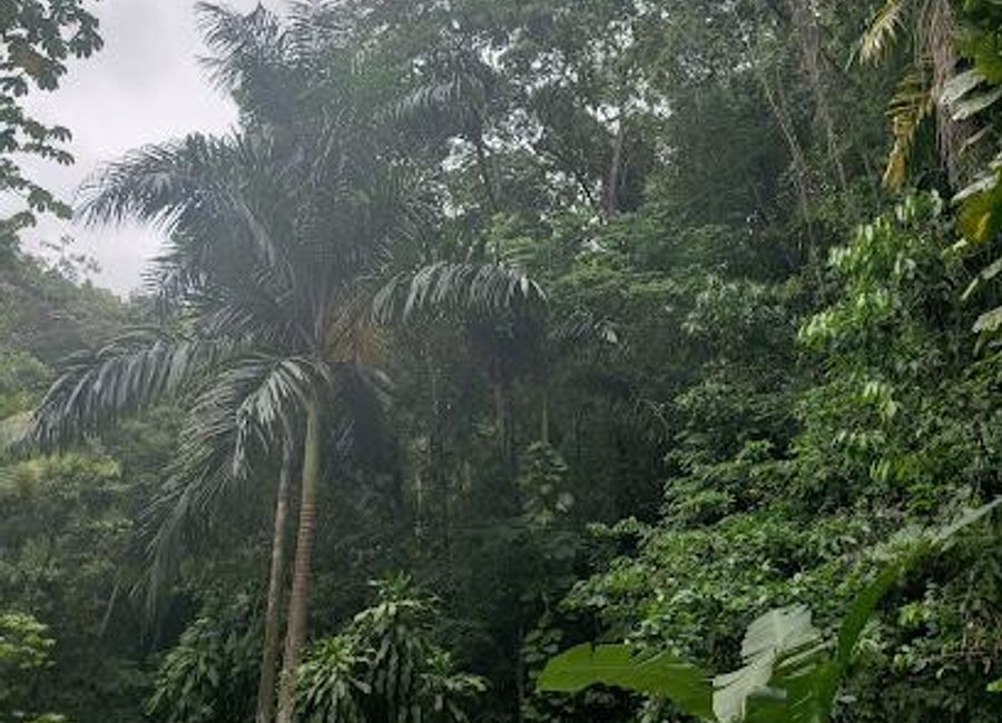 Explore the enchanting Fern Gully in Ocho Rios, Jamaica - a lush rainforest filled with vibrant flora and captivating wildlife experiences.