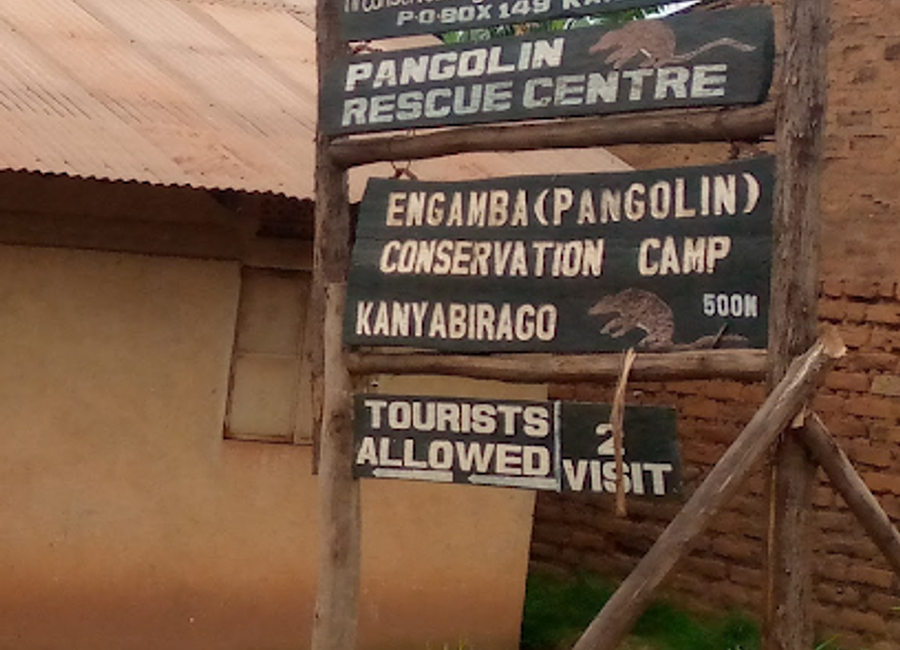 Experience the unique wildlife conservation efforts at Pangolin Rescue Camp in Rugando, Uganda, and immerse yourself in nature's beauty.