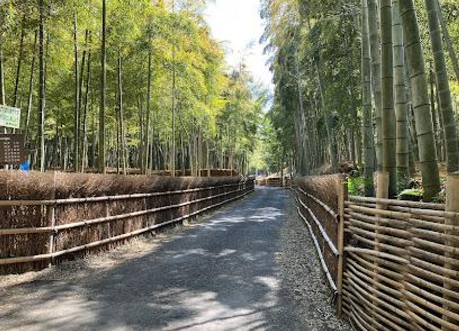 Immerse yourself in the serene beauty of Bamboo Path (Take-no-michi) in Muko, Kyoto, where nature and tranquility meet.
