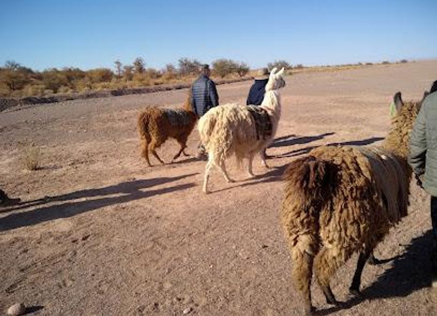 Explore the captivating charm of Coyo in San Pedro de Atacama, where stunning landscapes meet rich cultural heritage in the heart of the desert.