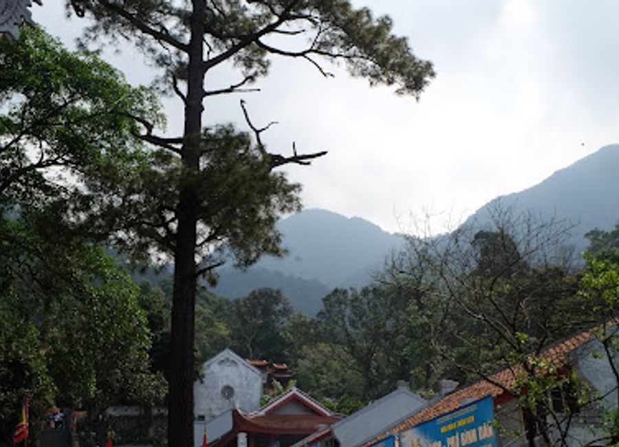 Experience the tranquil beauty of Cây Thông Mã Vĩ, a hidden gem in Tam Đảo, Vietnam, perfect for nature lovers and adventurers alike.