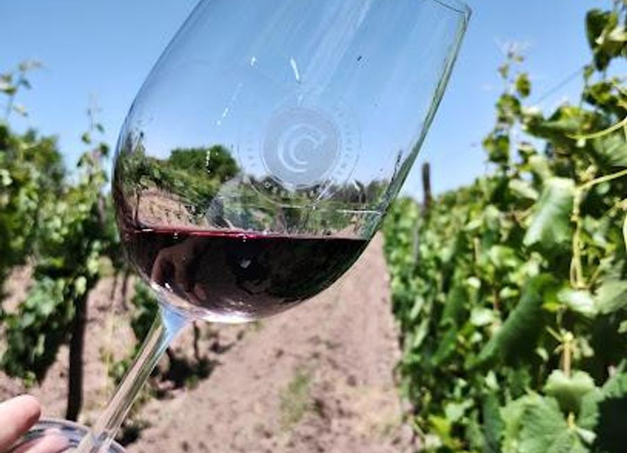 Discover the rich heritage and exquisite wines of Cecchin Family Winery, a gem in Mendoza's vibrant wine country.