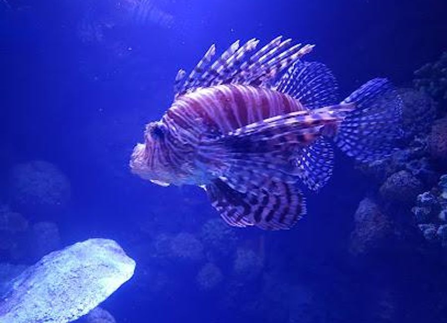 Explore the vibrant marine life and ecosystems at Cairns Aquarium, a top tourist attraction in the heart of Queensland.