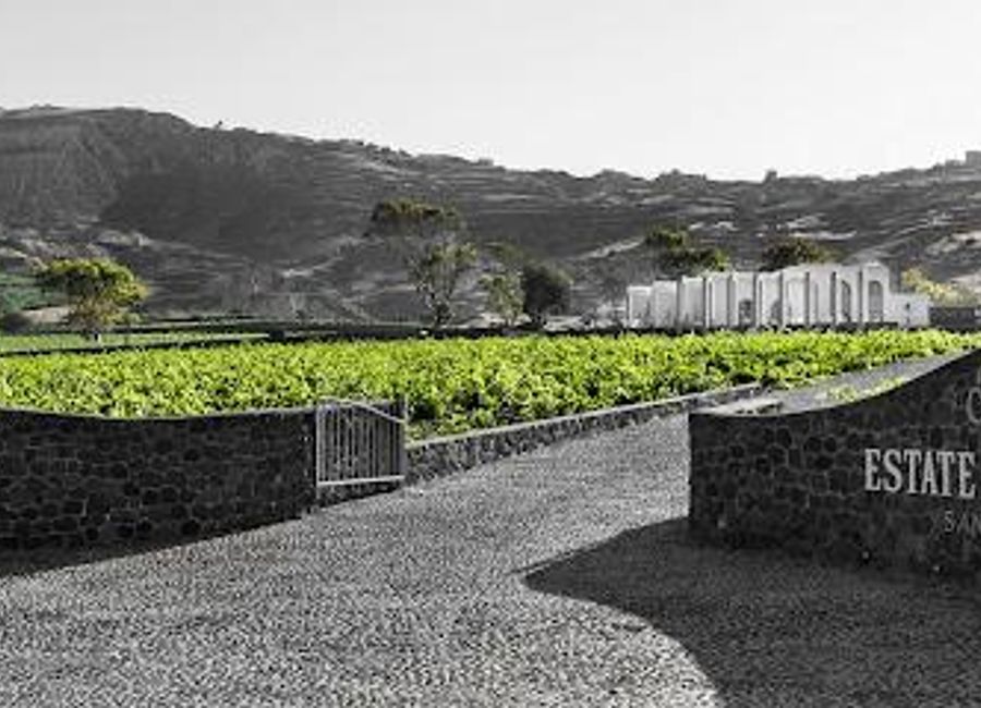 Discover the exquisite flavors and stunning vistas at Estate Argyros, a premier winery in Santorini, where tradition meets modern winemaking.