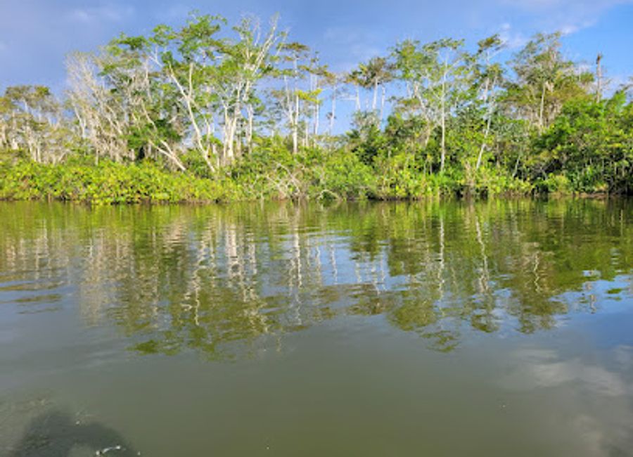 Discover the breathtaking biodiversity of Limoncocha National Biological Reserve, a pristine sanctuary in Ecuador's Amazon rainforest, perfect for nature lovers.