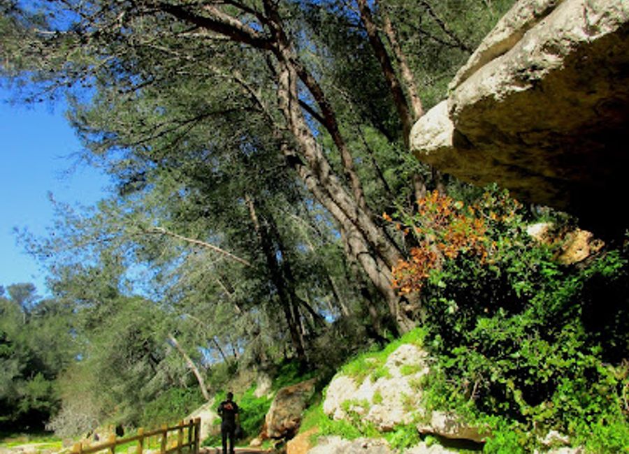 Explore the breathtaking Vineyards Trail in Cascais, Portugal, where stunning landscapes and a rich vineyard culture await every nature lover and hiking enthusiast.